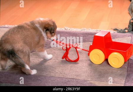 Sheltie Welpe, 6 Wochen, mit Spielzeug, Shetland Sheepdog Stockfoto