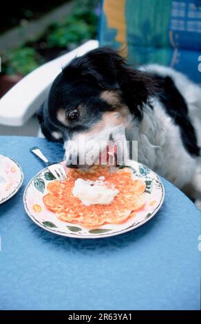 Gemischte Rasse Hund leckt Sahne von Waffel auf Teller, Säugetiere, Säugetiere, Tiere, Haushunde, Haustier, draußen, draußen, Humor, Humor, Erwachsener, ISS Stockfoto