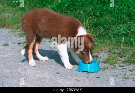 Border Collie, Hündchen, trinkt aus der Wasserschüssel, abnehmbar Stockfoto