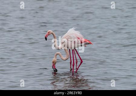 Greater Flamingos - Phoenicopterus roseus - entlang der Küste von Walvis Bay, Namibia. Stockfoto