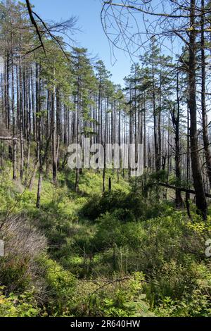 Nach dem Waldbrand in Point Reyes beginnt sich die Umwelt zu erholen, aber die verkohlten Bäume bleiben. Aufgenommen in Kalifornien, USA. Stockfoto