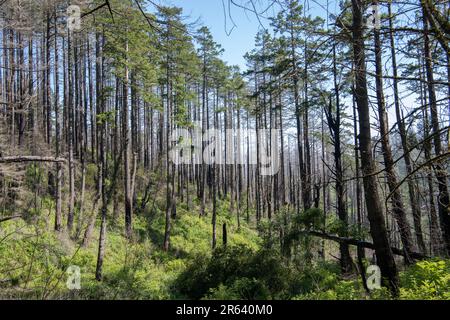 Nach dem Waldbrand in Point Reyes beginnt sich die Umwelt zu erholen, aber die verkohlten Bäume bleiben. Aufgenommen in Kalifornien, USA. Stockfoto