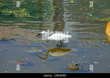 Ein kleiner Reiher, der im Teich läuft Stockfoto