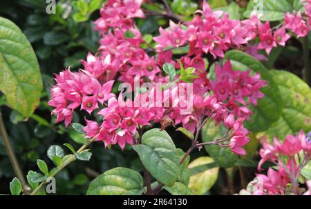 Clerodendrum Thomsoniae 'DELECTUM' oder Red Blooding Heart Vine. Stockfoto