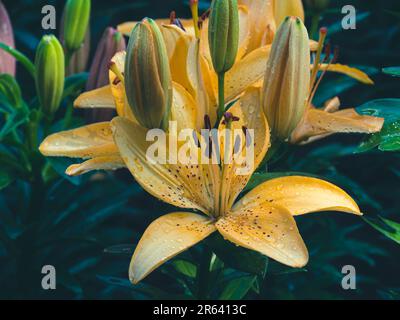 Hellgelbe asiatische Lilienblumen im Gartenhintergrund. Stockfoto