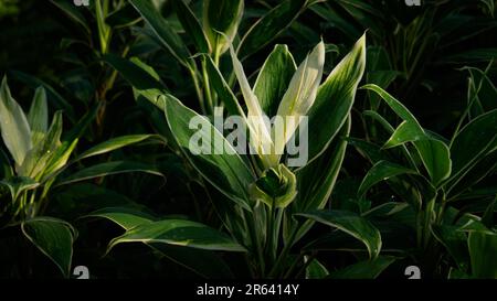 Cordyline fruticosa oder Ti-Pflanze, andere Namen sind Ki, Cabbage Tree und Hawaiian Good Luck. Eine beliebte Hauspflanze für ihre schönen bunten Laubstreifen. Stockfoto