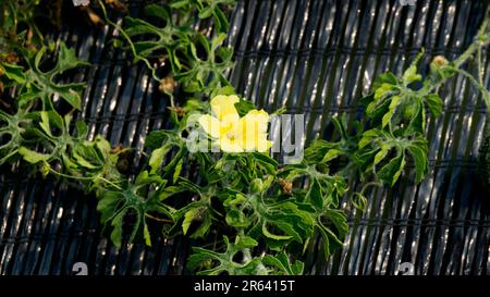 Leuchtend gelbe Blume von Momordica Charantia, gemein, Bittermelone, Bitterapfel, Bittergurke, Bitter Squash, Balsam-Birne. Tropisches Gemüse. Stockfoto