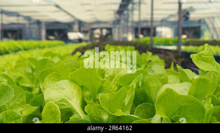 Butterkopfsalat in kontrolliertem Zustand, hydroponische Baumschule. Hydrokultur-Gemüse. Lebensmittelgeschäft. Stockfoto