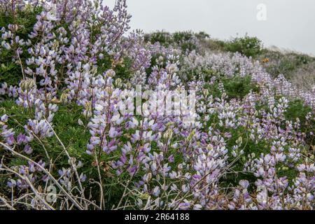 Buschlupinen (Lupinus sp.) blühen in Point Reyes National Seashore, Kalifornien Stockfoto