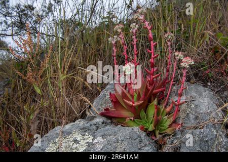 Canyon Dudleya oder für immer: Dudleya cymosa, eine einheimische saftige Pflanze Kaliforniens, die in Point Reyes National Seashore, CA, blüht. Stockfoto