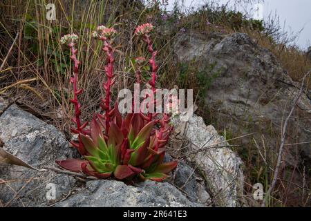 Canyon Dudleya oder für immer: Dudleya cymosa, eine einheimische saftige Pflanze Kaliforniens, die in Point Reyes National Seashore, CA, blüht. Stockfoto