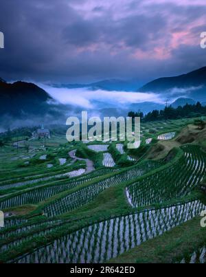 Maruyama Senmaida in der Regenzeit Stockfoto