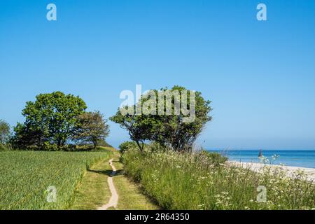 06. Juni 2023, Schleswig-Holstein, Falshöft: Ein Wanderweg entlang der Ostseeküste am Eingang zum „Geltinger Birk“. Das Naturschutzgebiet „Geltinger Birk“ befindet sich am Ausgang des Flensburger Fjords. Mit einer Gesamtfläche von 773 ha ist es das größte Naturschutzgebiet im Stadtteil Schleswig-Flensburg. Foto: Frank Hammerschmidt/dpa Stockfoto