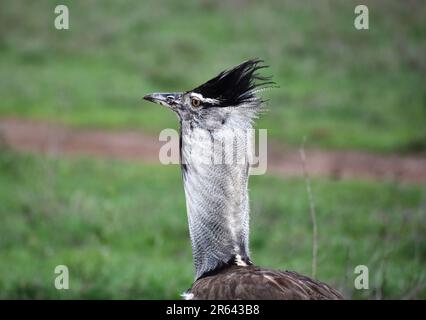 Kori Bustard Stockfoto