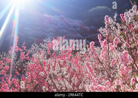 Hanamomo no Sato und Abendlicht Stockfoto