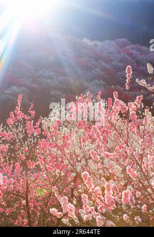 Hanamomo no Sato und Abendlicht Stockfoto