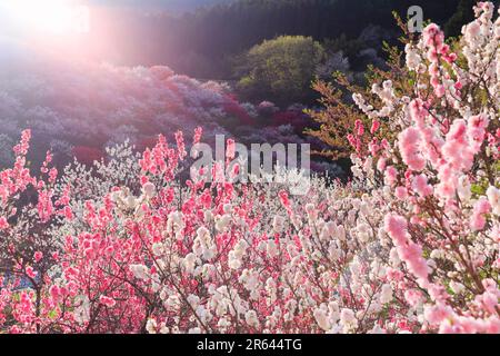 Hanamomo no Sato und Abendlicht Stockfoto