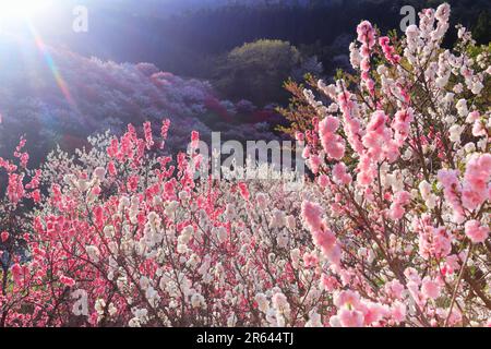 Hanamomo no Sato und Abendlicht Stockfoto