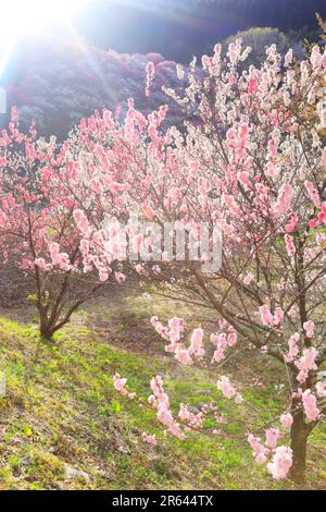 Hanamomo no Sato und Abendlicht Stockfoto