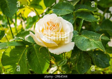 Gelbe Rose, Nahaufnahme. Rosenbusch im Garten. Große weiße Rosenblume. Stockfoto