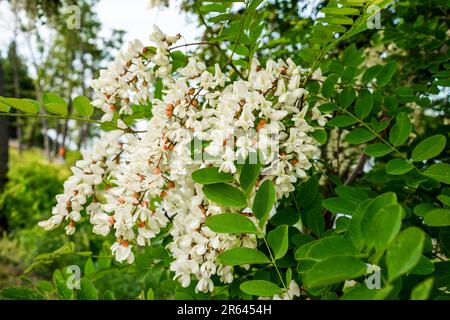 Blühende weiße Akazienblumen im Garten an einem Frühlingstag. Akazienbaum. Stockfoto