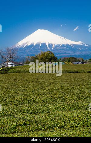 Fuji- und Teeplantage von Atsuhara, Fuji City aus gesehen Stockfoto