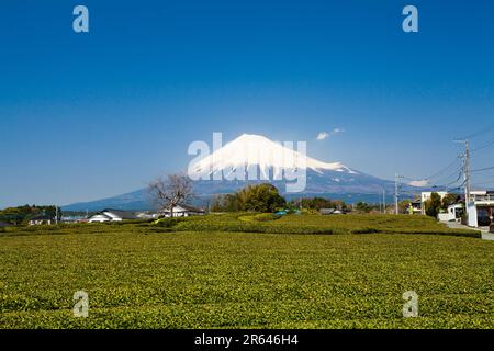 Fuji- und Teeplantage von Atsuhara, Fuji City aus gesehen Stockfoto