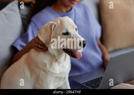 Porträt eines lächelnden weißen Hundes, der auf dem Sofa sitzt und Haustiere von einer Frau genießt, die sich zu Hause entspannt Stockfoto