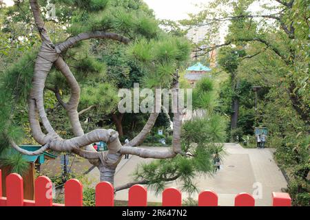 Kiefer des Mondes in Kiyomizu Kannondou Stockfoto