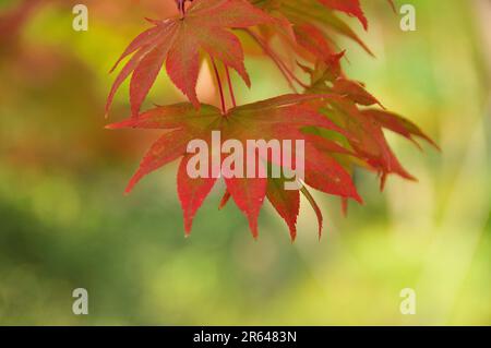 Ahorn-Blätter Stockfoto