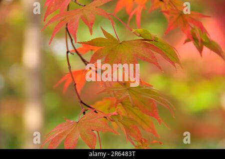 Ahorn-Blätter Stockfoto