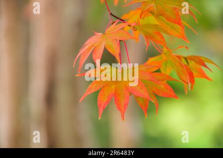 Ahorn-Blätter Stockfoto