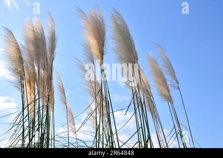 Pampasgras Stockfoto