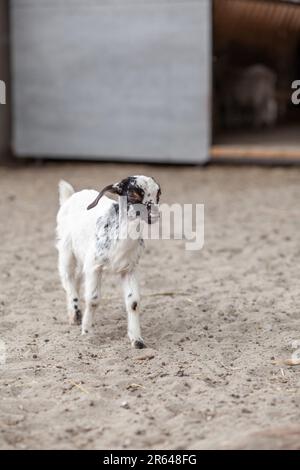 Nahaufnahme Schwarzweiß-Ziege. Auf dem Bauernhof spielen lausige Ziegen und kleine gefleckte Ziegen Stockfoto