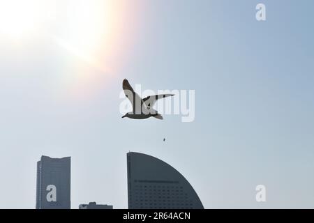 Möwen und Minato Mirai Stockfoto