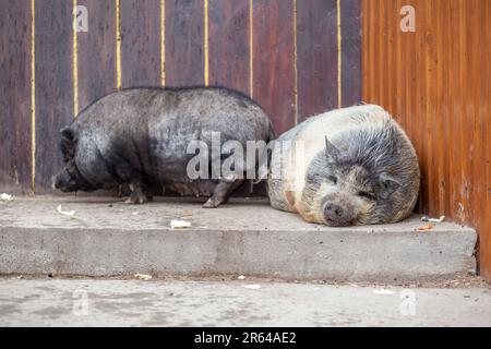 Ein fettes, rosa und schwarzes Schweinebauchschwein liegt auf einer Farm. Fettes und hässliches Wildschwein schläft. Stockfoto