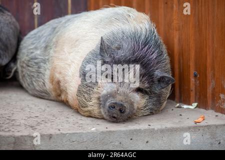 Ein fettes, rosa und schwarzes Schweinebauchschwein liegt auf einer Farm. Fettes und hässliches Wildschwein schläft. Stockfoto