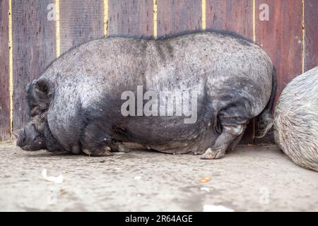 Ein fettes, rosa und schwarzes Schweinebauchschwein liegt auf einer Farm. Fettes und hässliches Wildschwein schläft. Stockfoto