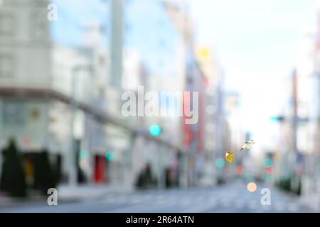 Schmetterlinge fliegen am frühen Morgen über Ginza Stockfoto