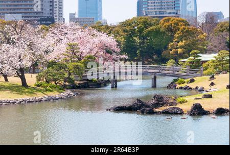 Hamarikyu Gardens mit Kirschblüten in Blüte Stockfoto