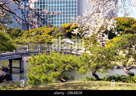 Hamarikyu Gardens mit Kirschblüten in Blüte Stockfoto