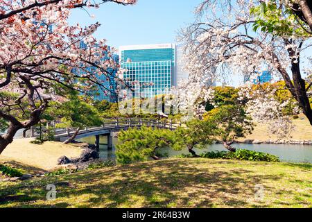 Hamarikyu Gardens mit Kirschblüten in Blüte Stockfoto