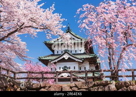 Schloss Hirosaki und Kirschblüten Stockfoto