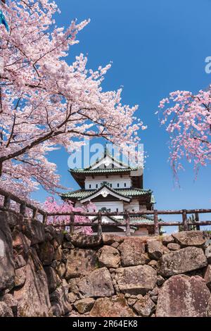 Schloss Hirosaki und Kirschblüten Stockfoto