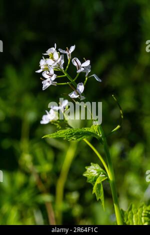 Knoblauch Senfblumen Alliaria petiolata Nahaufnahme. Alliaria petiolata, oder Knoblauchsenf, ist eine zweijährige Blütenpflanze in der Senffamilie Brassic Stockfoto