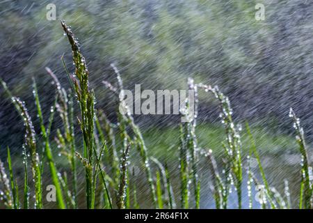 Frische grüne Gras mit Tautropfen hautnah. Wasser driops auf das frische Gras nach regen. Licht Morgentau auf dem grünen Rasen. Stockfoto