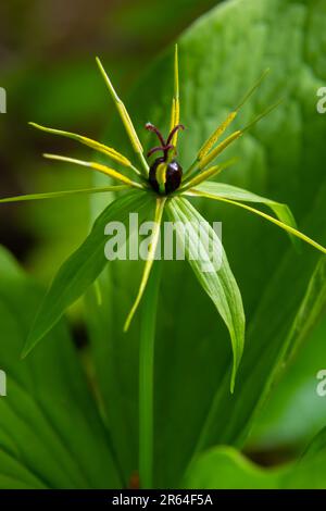 Pariser Quadrifolie. Blume aus der Nähe der giftigen Pflanze, Kräuter-paris oder der Knoten wahrer Liebhaber. Blühendes Gras Paris. Krähenauge oder Rabenauge, poiso Stockfoto