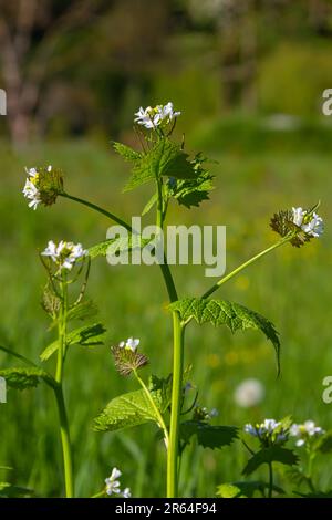 Knoblauch Senfblumen Alliaria petiolata Nahaufnahme. Alliaria petiolata, oder Knoblauchsenf, ist eine zweijährige Blütenpflanze in der Senffamilie Brassic Stockfoto