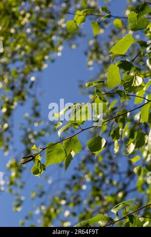 Grüne Feder auf einem Ast. Birkenblätter. Birkenäste, Bäume im Park, Frühlingssaison. Junge Blätter in der Natur. Waldhintergrund, Nahaufnahme. P Stockfoto