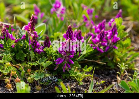 Polygala vulgaris, auch bekannt als gewöhnliches Milchkraut, ist eine mehrjährige krautige Pflanze der Familie der Polygalaceae. Polygala vulgaris subsp. Oxyptera, Polyga Stockfoto